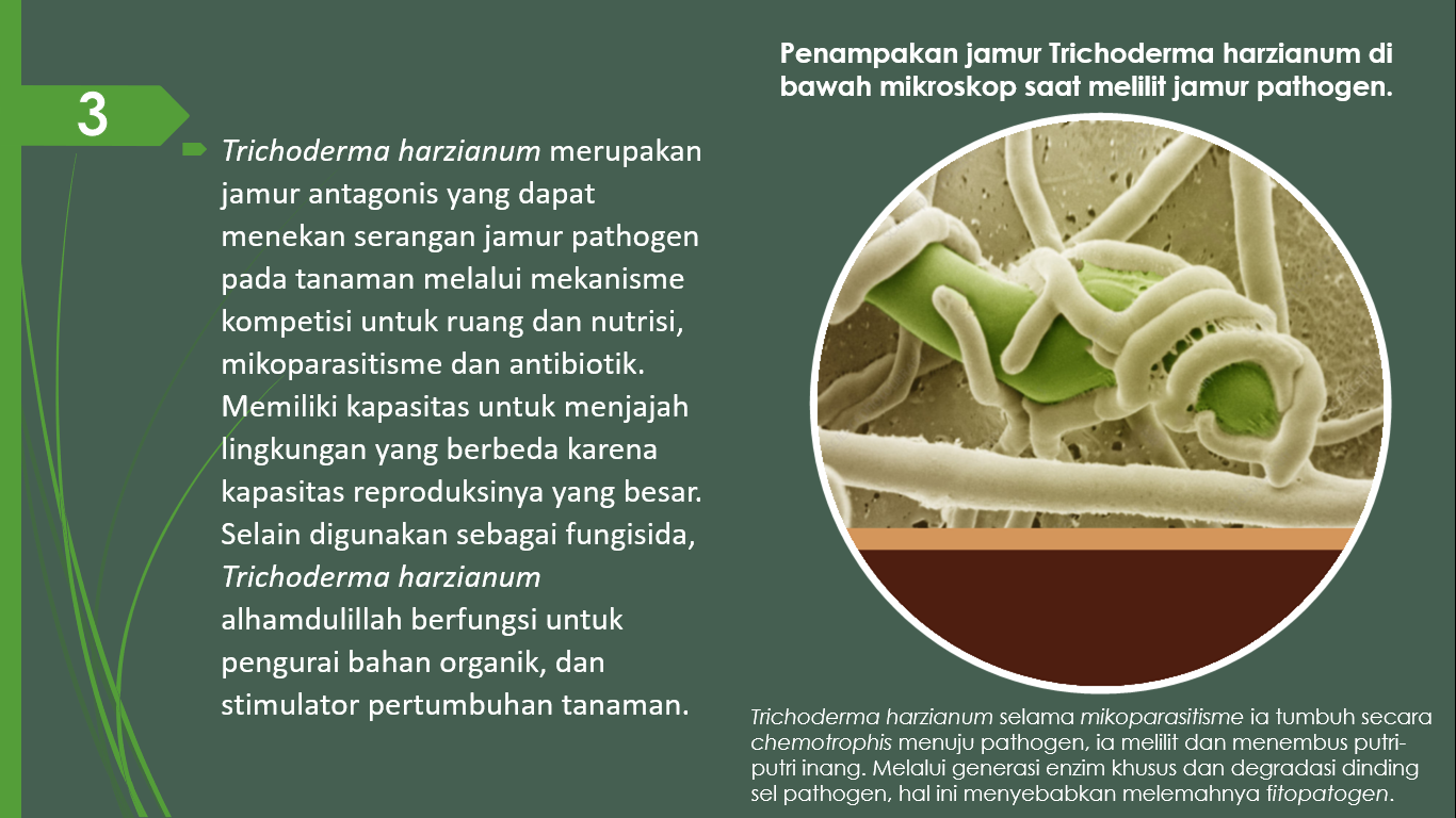 Slide 3  Trichoderma harzianum.