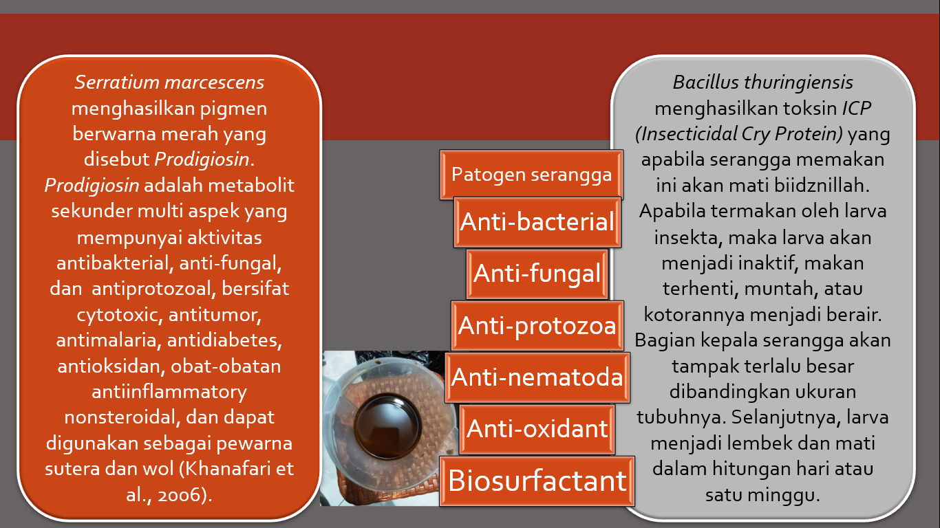 Kemampuan Serratium marcescens dan Bacillus thuringiensis.