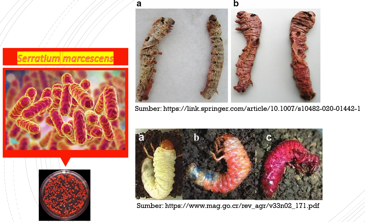 Serratium marcescens membunuh hama.
