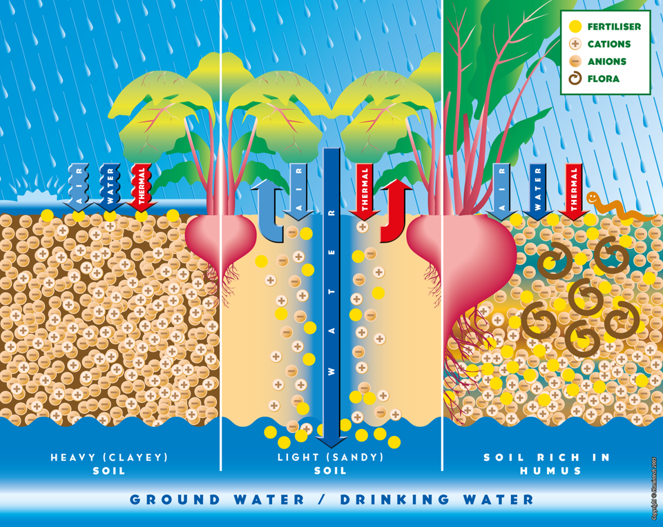 Kondisi Tanah Miskin Humus VS Kaya Humus.